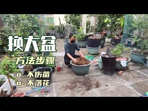 福木換盆|【福木換盆】福木換盆必備！「這情況」換盆就能解決！初花農。